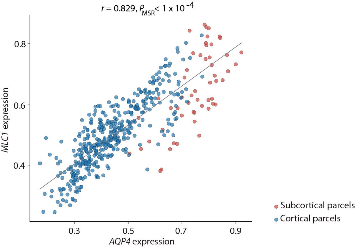 misicbata's tweet photo. 6️⃣ There are a few other fun things in the supplement, including the mapping of other aquaporins and comparisons with MRI measurements of the glymphatic system (intrathecal CSF tracer gadobutrol). https://t.co/5EkjWQ6vm4