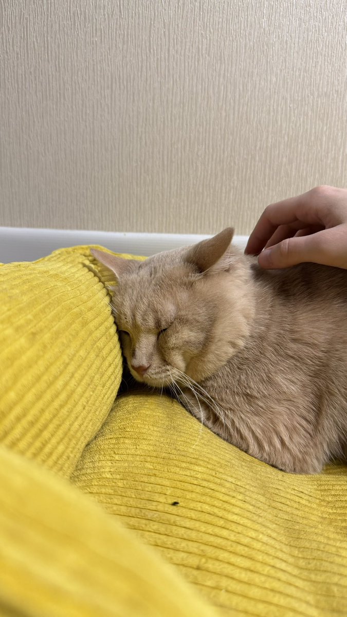 MurchikiUa's tweet photo. Останній котик з тих, кого ми забрали(врятували) в бабуні. Їх було багато, але всіх ми потрошку соціалізували

Чедер боїться, але не дикий, лише соромʼязливий, спокійний, ніжний
Рудий і розкішний
Півтора рочки, шерсть коротка, мордочка неймовірна
Кастрований

Приходьте до нас в притулок, погладьте Чедера, відчуйте ці складочки між пальчиками і ви полюбите його🥹

✏️Київ, Україна, можлива відправка в Європу
Месенджери 0637311130