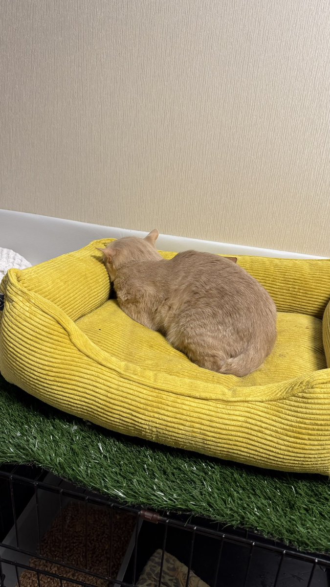 MurchikiUa's tweet photo. Останній котик з тих, кого ми забрали(врятували) в бабуні. Їх було багато, але всіх ми потрошку соціалізували

Чедер боїться, але не дикий, лише соромʼязливий, спокійний, ніжний
Рудий і розкішний
Півтора рочки, шерсть коротка, мордочка неймовірна
Кастрований

Приходьте до нас в притулок, погладьте Чедера, відчуйте ці складочки між пальчиками і ви полюбите його🥹

✏️Київ, Україна, можлива відправка в Європу
Месенджери 0637311130