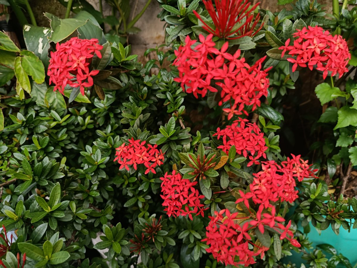 filohanpi's tweet photo. @f3mmedr4gon I'm glad you liked it! I always take pictures of flowers that I come across🥹 https://t.co/ZrAzSGdX4M