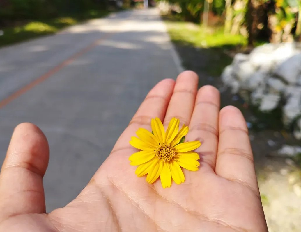 filohanpi's tweet photo. @f3mmedr4gon I'm glad you liked it! I always take pictures of flowers that I come across🥹 https://t.co/ZrAzSGdX4M