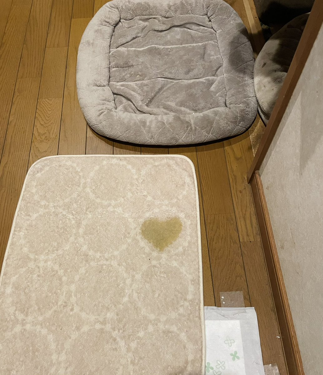 Namiwanyukiwan's tweet photo. 今 帰宅🏠したら

愛犬からの メッセージを

見たとこ 🥰🫶💕 https://t.co/bDI6YAho4O