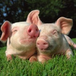 somtimm_nj's tweet photo. เอ้า แฝด 4 ป่ะ

TeeHeng at Nakhon Si Thammarat #TeeHengVlogนครศรีธรรมราช https://t.co/AFMkipmpnH