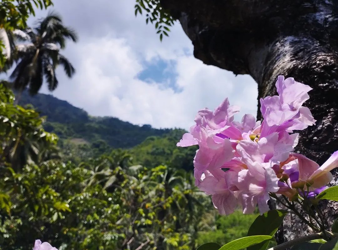 filohanpi's tweet photo. @f3mmedr4gon I'm glad you liked it! I always take pictures of flowers that I come across🥹 https://t.co/ZrAzSGdX4M