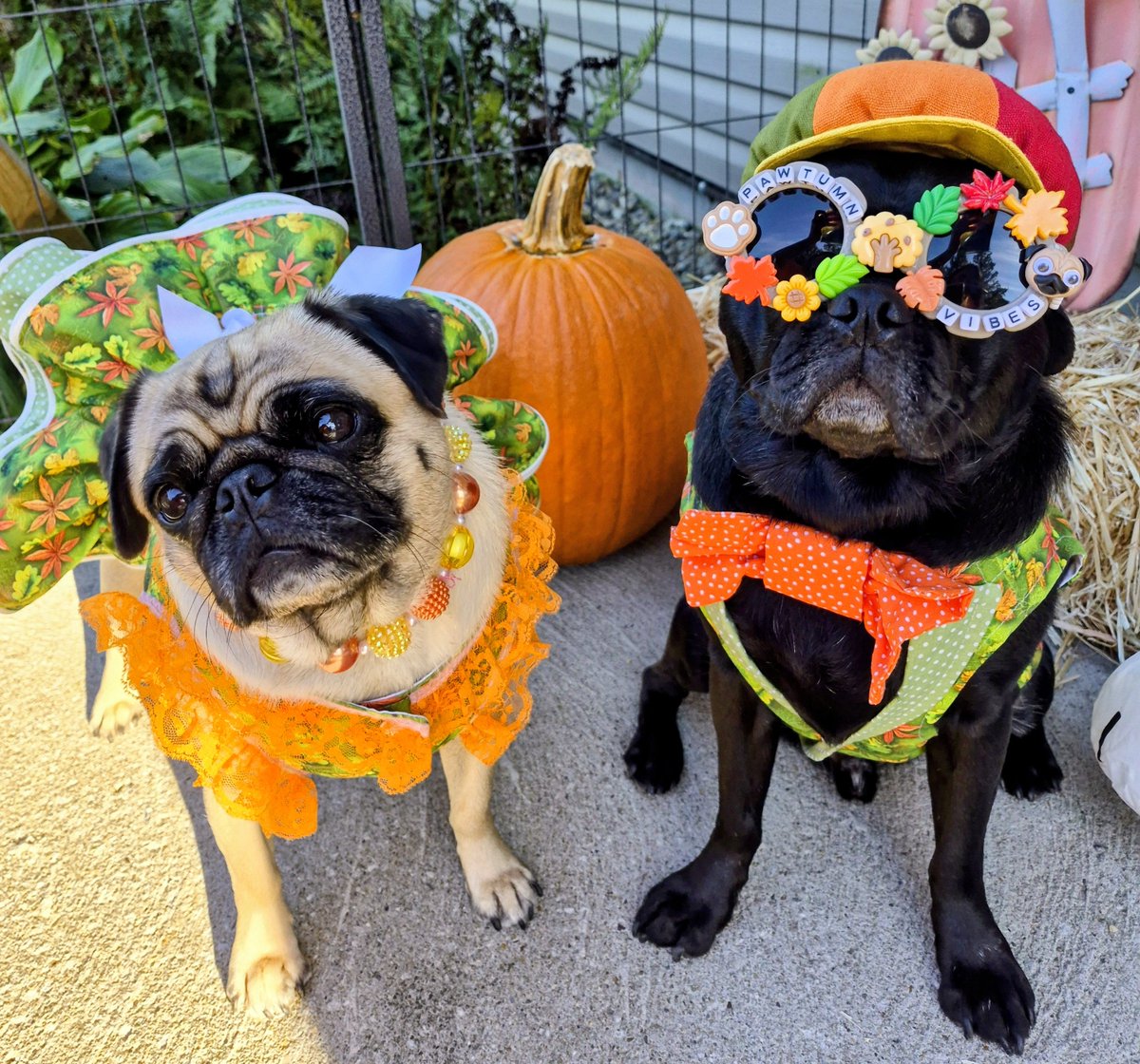 mommasboymushu's tweet photo. Here's what some FUN FALL FASHION looks like🍂😎🍁! Happy #FriYay everyone🎉! #FallStyle #FallVibes #AutumnStyle #AutumnVibes #puglife #Pugs #dogsoftwitter #dogsofx #PicturePerfectPugs #Zinny #Winny #Fall #FallFun  #Fashionistas #PrettyPugs #PumpkinPugs  #AutumnColors https://t.co/EB3QRdFR7n