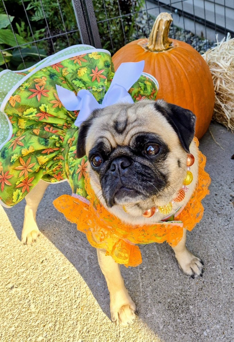mommasboymushu's tweet photo. Here's what some FUN FALL FASHION looks like🍂😎🍁! Happy #FriYay everyone🎉! #FallStyle #FallVibes #AutumnStyle #AutumnVibes #puglife #Pugs #dogsoftwitter #dogsofx #PicturePerfectPugs #Zinny #Winny #Fall #FallFun  #Fashionistas #PrettyPugs #PumpkinPugs  #AutumnColors https://t.co/EB3QRdFR7n