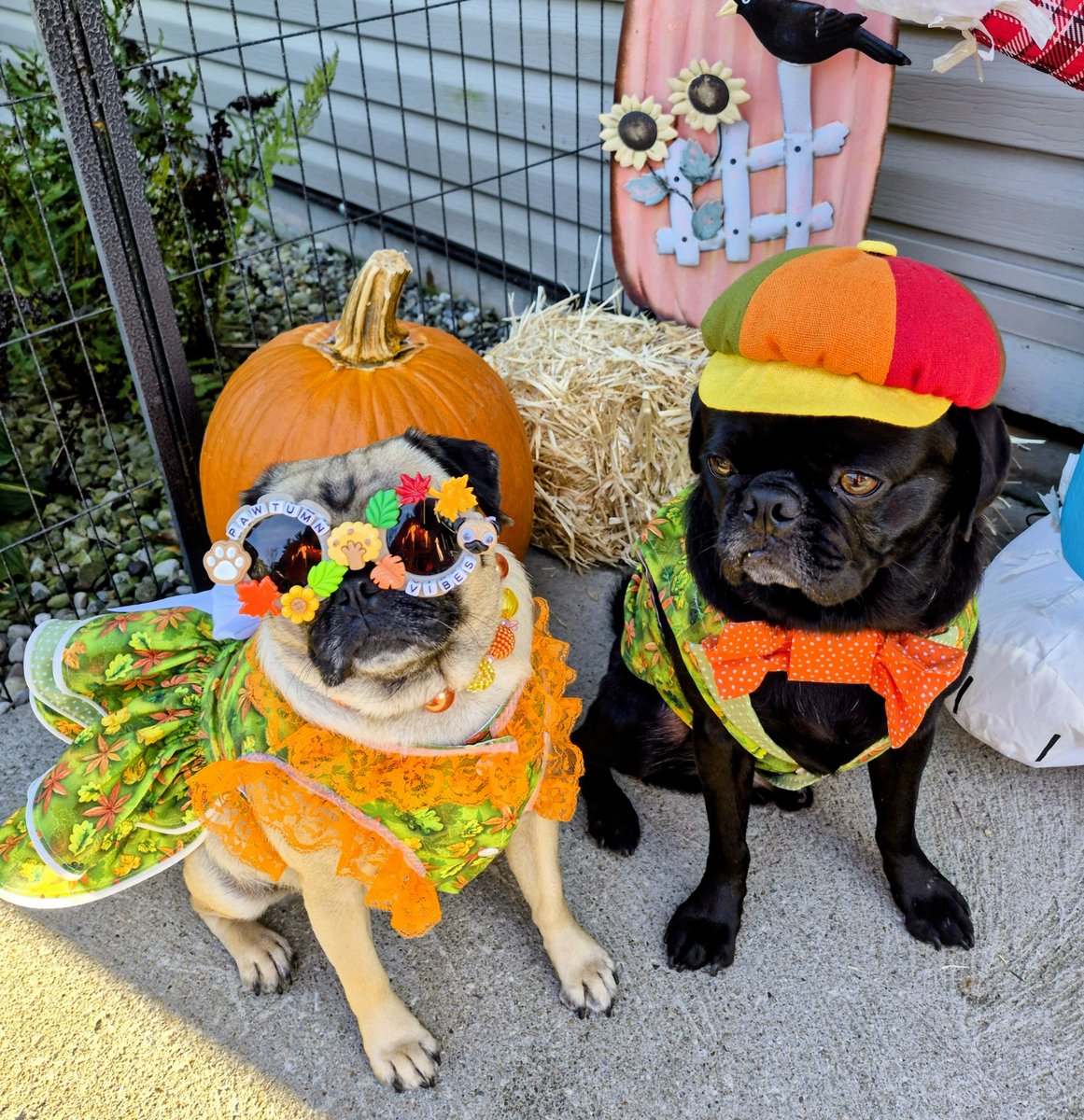 mommasboymushu's tweet photo. Here's what some FUN FALL FASHION looks like🍂😎🍁! Happy #FriYay everyone🎉! #FallStyle #FallVibes #AutumnStyle #AutumnVibes #puglife #Pugs #dogsoftwitter #dogsofx #PicturePerfectPugs #Zinny #Winny #Fall #FallFun  #Fashionistas #PrettyPugs #PumpkinPugs  #AutumnColors https://t.co/EB3QRdFR7n