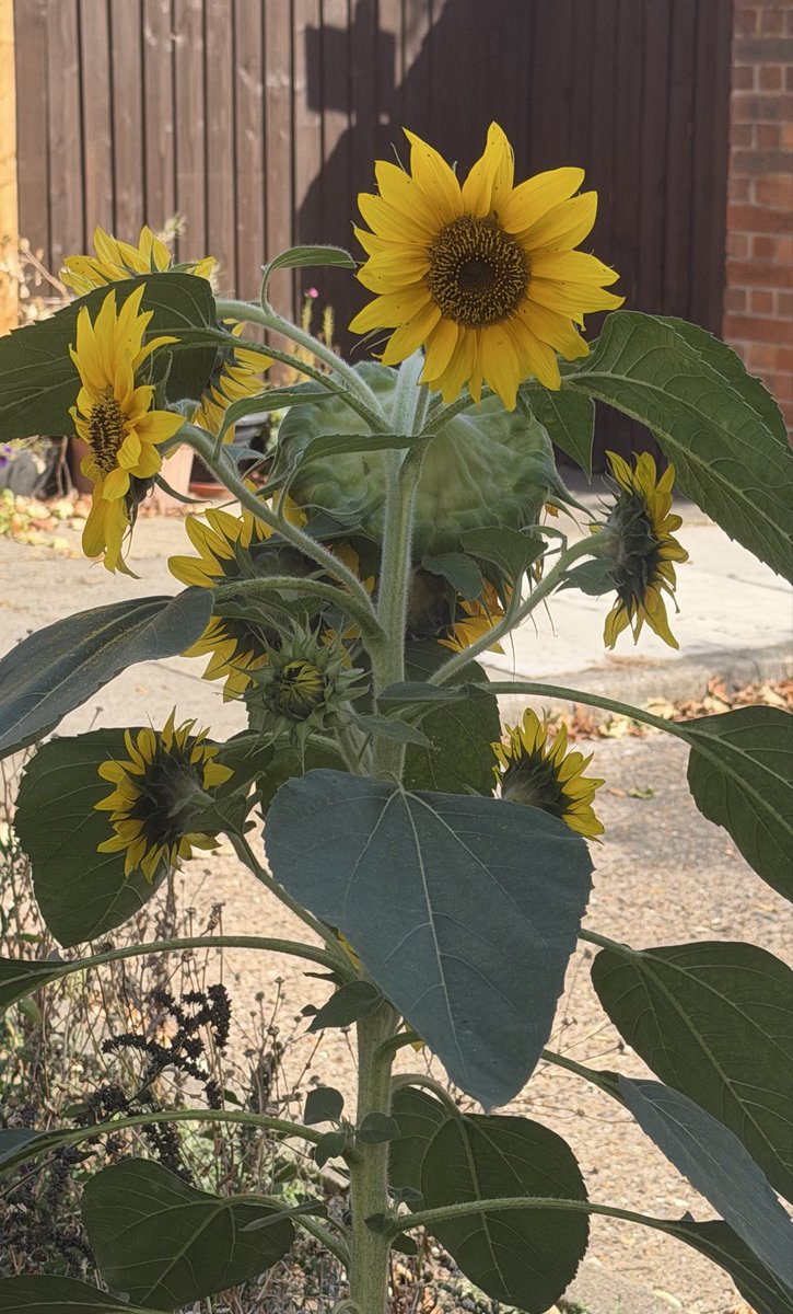 kchrysostomou's tweet photo. Sunflowers in the breeze and miles under my feet. Today, there’s nowhere else I’d rather be.

#autum #sunnydays #london #walks #daysoff https://t.co/nXZjCWRg7o