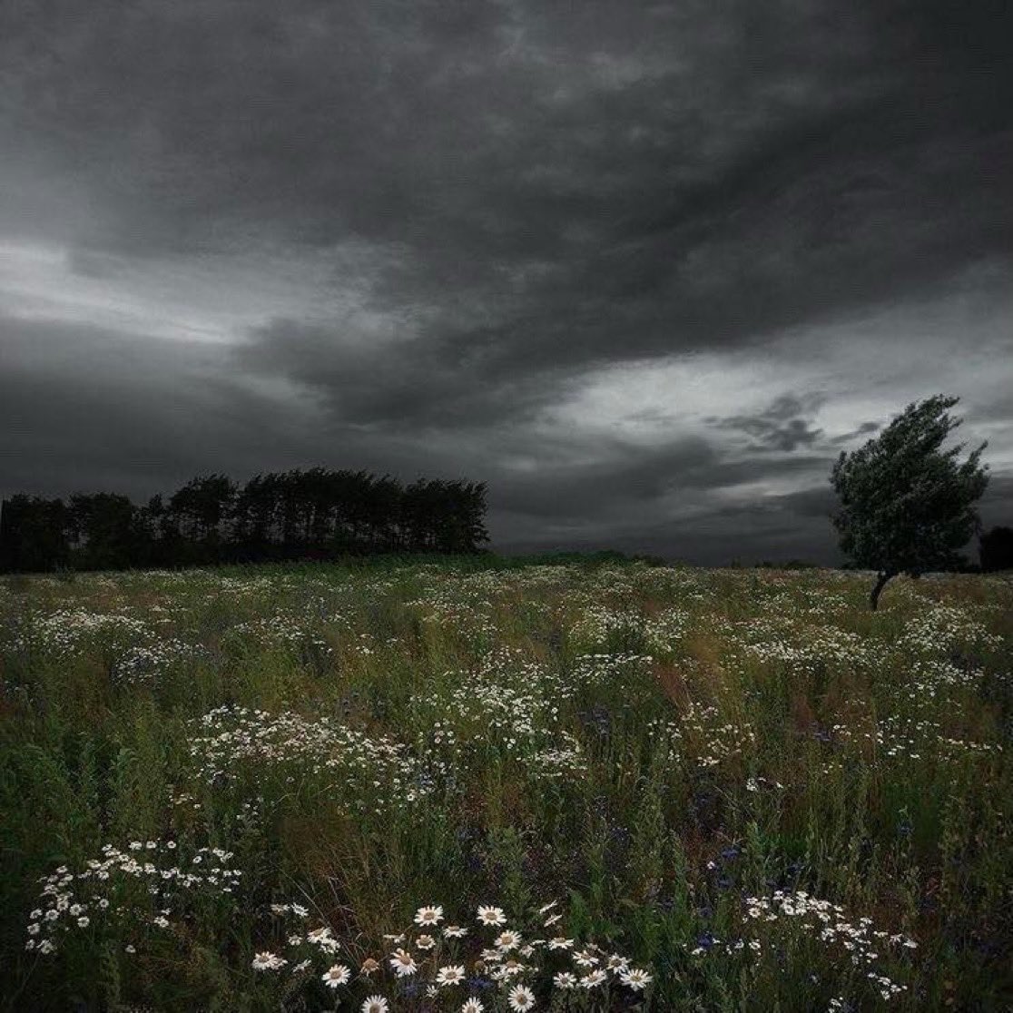 spooky_nature's tweet photo. favorite weather. https://t.co/HhNhWvphXy