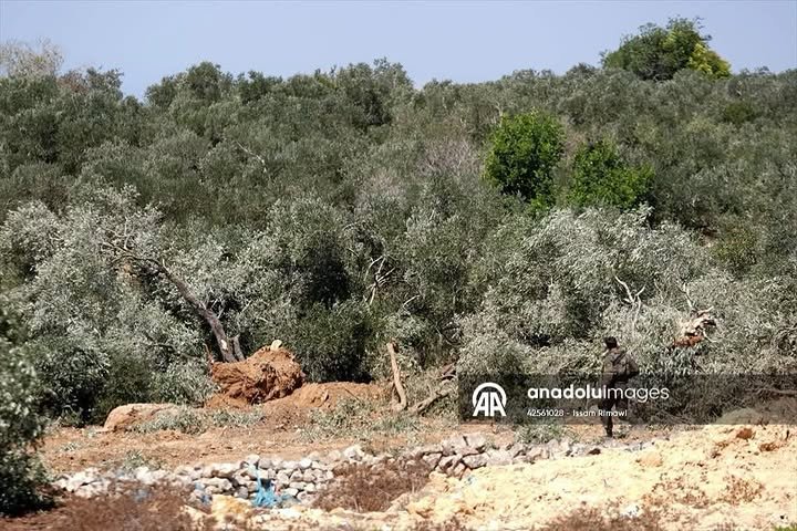 Timesofgaza's tweet photo. Israeli bulldozers are uprooting several olive trees from Palestinian-owned land in the village of Beit Rima, west of Ramallah. https://t.co/DHMsMM1EC8