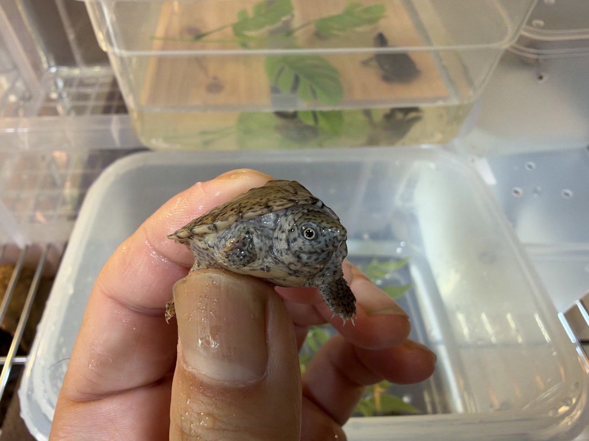 5087_exo's tweet photo. カブトニオイガメ https://t.co/G5yGwpotqM