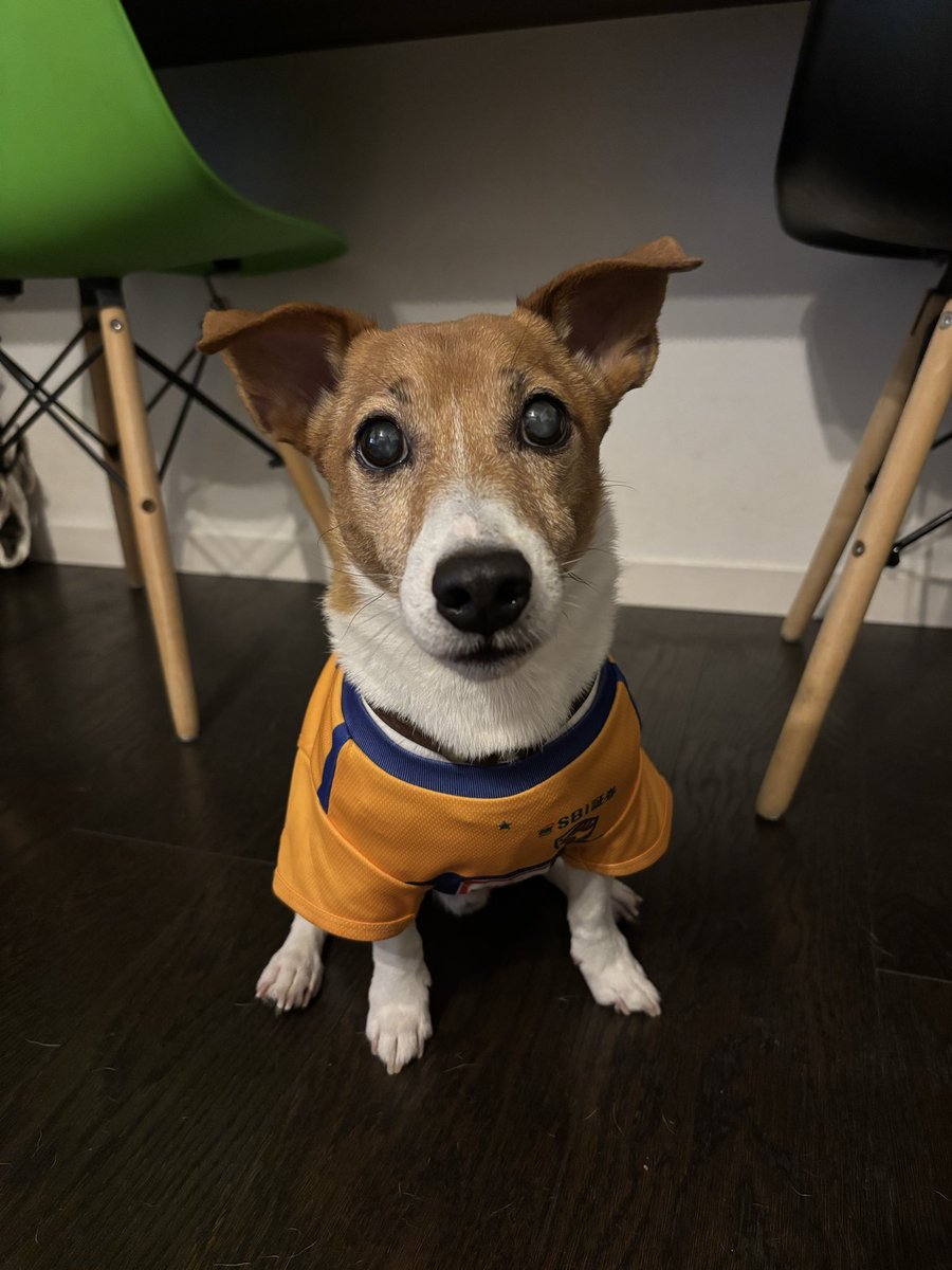 sdkhl521's tweet photo. 今年もドッグユニフォームの受注販売🐶
愛犬家の皆さまは申込みをお忘れなく🦮
我が家のわんこも試合日に着ています
※画像は昨年販売されたウェア

#ベガルタ仙台 https://t.co/UgAcacyXqW