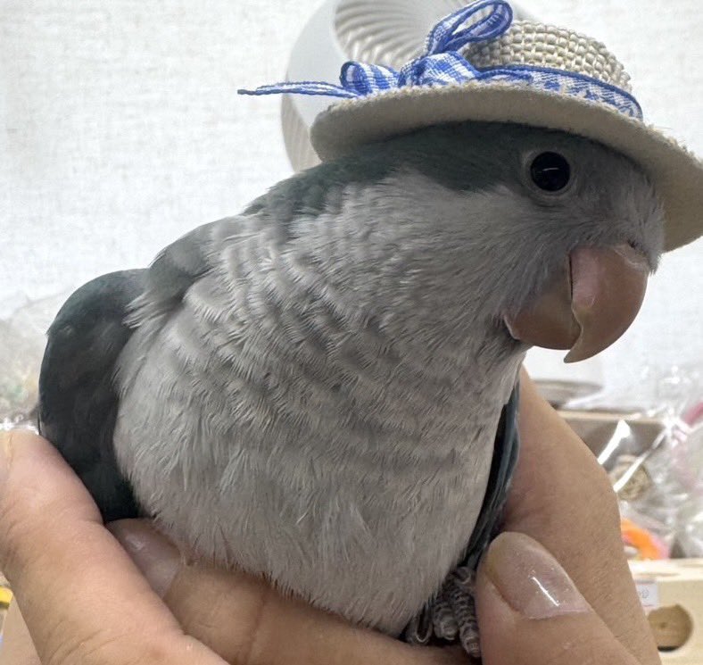 okame_kinuchan's tweet photo. 青色のオキナインコを探しています。
ターコイズブルーです。
兵庫県加古川市平岡町で逃げてしまいました。
目撃した等の情報だけでも嬉しいです。
よろしくお願いします😭🙇‍♀️ https://t.co/ej7xmoG3iQ