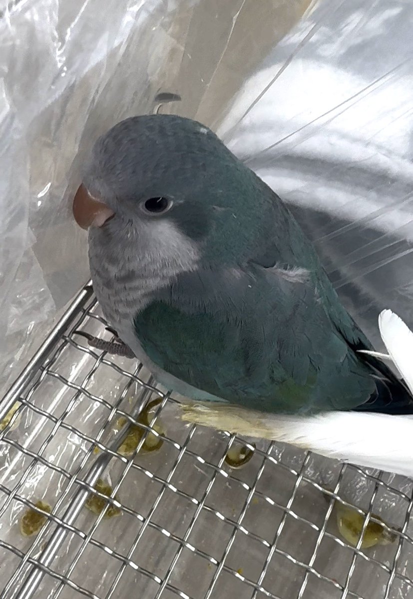 okame_kinuchan's tweet photo. 青色のオキナインコを探しています。
ターコイズブルーです。
兵庫県加古川市平岡町で逃げてしまいました。
目撃した等の情報だけでも嬉しいです。
よろしくお願いします😭🙇‍♀️ https://t.co/ej7xmoG3iQ