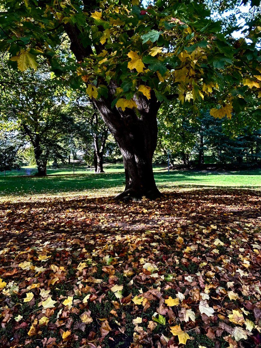 yu_lee's tweet photo. 📷🍁 https://t.co/1SBunDjvFd