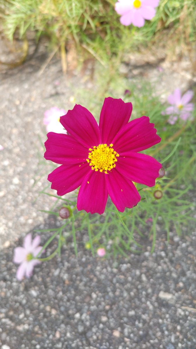 KOSSOFF760319's tweet photo. 今日撮ってきたコスモス！🌸 https://t.co/YZXSjiHWaS