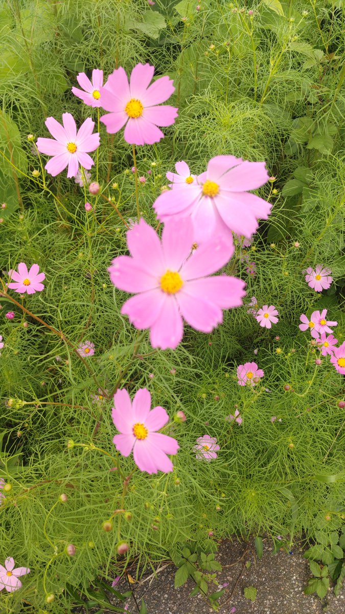 KOSSOFF760319's tweet photo. 今日撮ってきたコスモス！🌸 https://t.co/YZXSjiHWaS