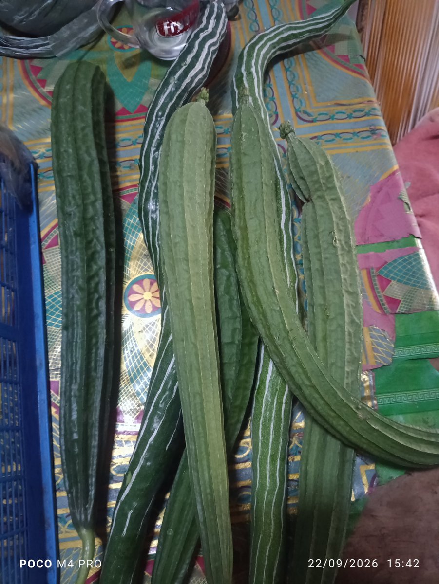 WldnKU's tweet photo. Panen kemarin, yg lagi rame gambas oyong sama pare belut, baru pertama nyobain pare belut ternyata enak 👌 https://t.co/fhqQpHx4UH