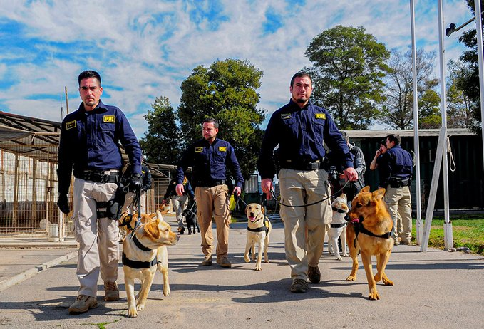 PDI_LosRios's tweet photo. ¿Sabías qué? 🐾🦴
Nuestra Brigada de Adiestramiento Canino tiene un proceso de entrenamiento, que se realiza mediante refuerzos positivos y sucedáneos, el cual tiene una duración de 1 año y medio #Valdiviacl #LosRios #ElRanco #Valdivia https://t.co/xxNhhquhZ3