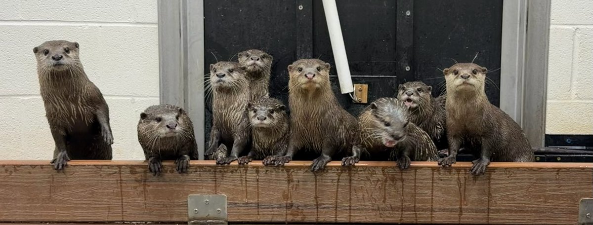 CincinnatiZoo's tweet photo. Doing the unthinkable - trying to get all 9 otters to look at the camera! 📸 🤩 https://t.co/tGWFaEhhiu