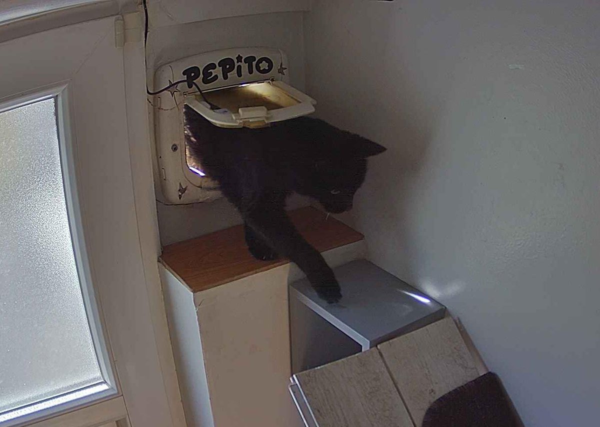 PepitoTheCat's tweet photo. Pépito is back home (15:00:34) https://t.co/3WkELMB5B8
