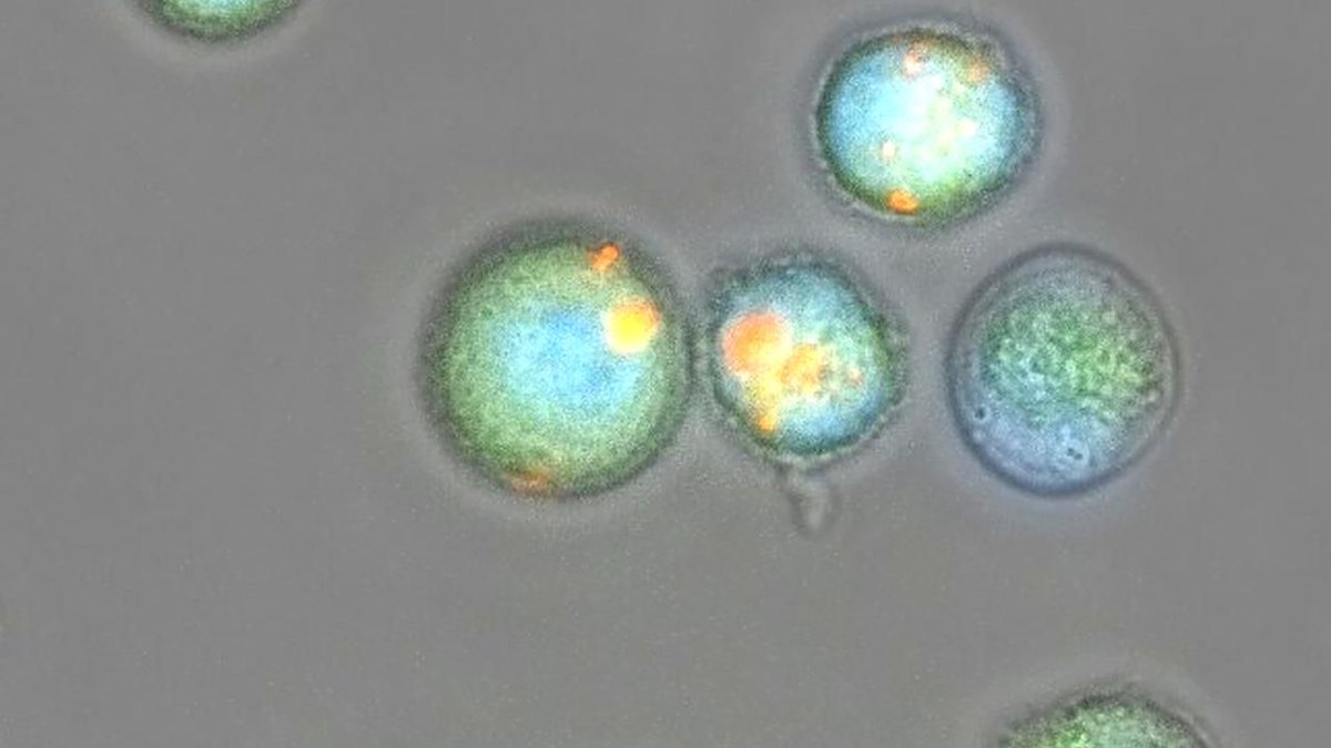 TanLabUCD's tweet photo. Incredibly grateful and excited to lead this new ARPA-H project with my excellent collaborators. #synbio #UCDavisBME #ARPA-H  
https://t.co/zE98cBhafw https://t.co/skYmbXQ4fx