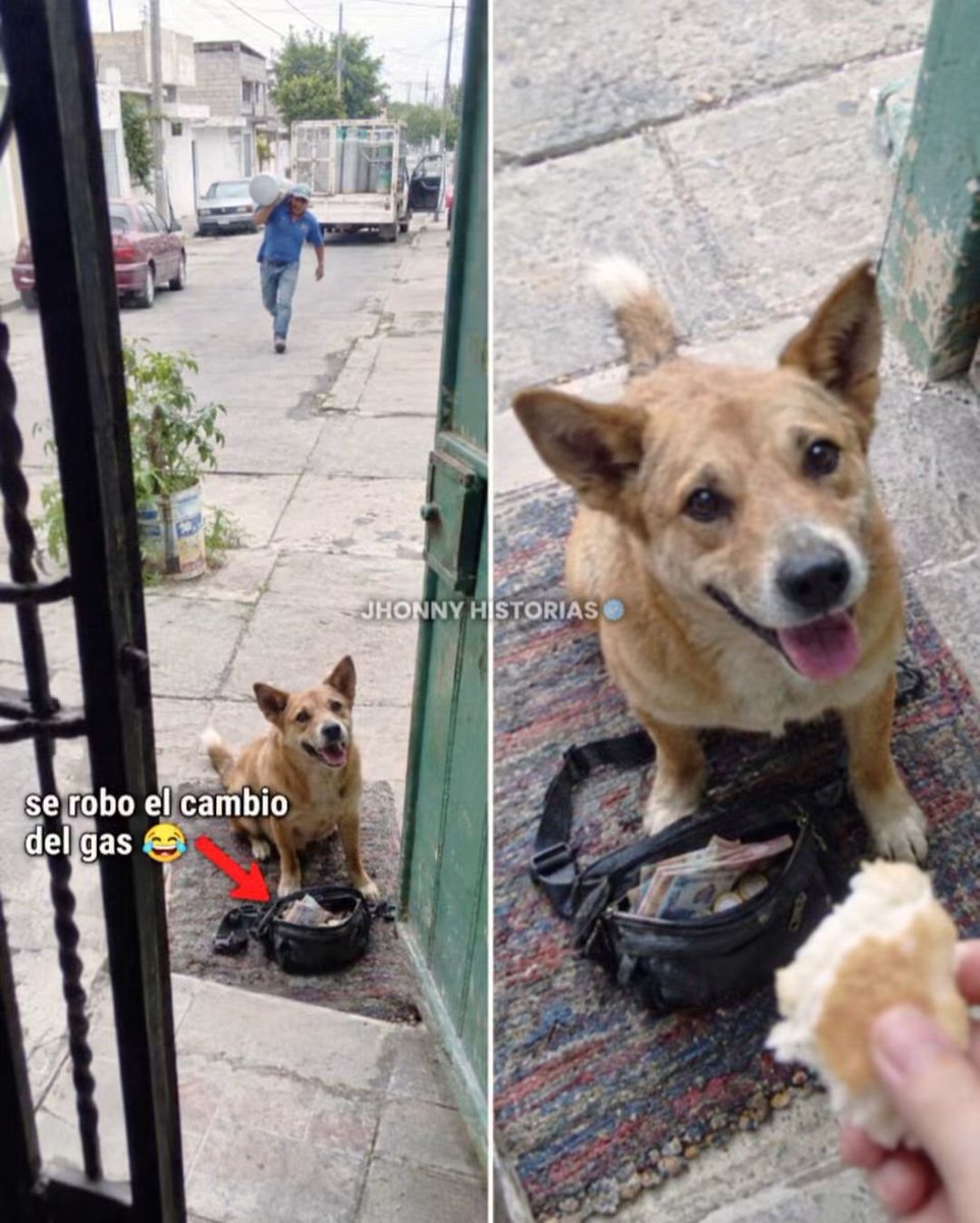 HtTrejo's tweet photo. <<El perro se llama Tepache, trae en el hocico la cangurera del señor del gas, con todo el cambio del día. Se robo la cangreja con el dinero de las ventas y me lo vino a dejar a mí. (Más bien la tomo)

Se llama Tepache y no es de nadie, es un ser libre; yo le doy de comer en las mañanas. Le tomé la foto en mi puerta porque Poncho, el del gas, venía tres cuadras atrás gritando, y yo quería pruebas de que el perro me la trajo. No lo hizo dolosamente, sólo quería un premio. 

Poncho se bajó a cobrar en el 12 y dejó la puerta de la camioneta abierta, con la cangurera en el asiento: 2,300 pesos en billetes y monedas. Tepache dijo, de aquí soy, la ocasión hace al ladrón.

Tepache se subió de un brinco, la agarró con los dientes y salió en chinga, Poncho detrás, con el tanque de gas todavía al hombro, porque no le dio tiempo de soltarlo. 😂

Tepache ya aprendió que, cuando me trae algo, le doy un pedazo de bolillo. Me ha traído una chancla, un periódico y una muñeca sin cabeza.

Dejó la cangurera en mi tapete, se sentó y se quedó viendo mi mano.

Poncho llegó sin aire, soltó el tanque y contó el dinero. Estaba completo, ni un peso menos.

Se rio, sacó veinte pesos y me dijo: «Cómprele algo a su perro, seño». Le expliqué que no es mío. Él tampoco me creyó.

Desde ese día, cuando se oye la cancioncita del gas, Tepache se sienta en mi puerta a esperar la camioneta.

Poncho ya maneja con la puerta cerrada. Aprendió bien la lección. 

Crédito a Tepache y al Poncho.

#JhonnyHistorias #PerrosChistosos #HistoriasReales #PerrosCallejeros #VidaDeBarrio