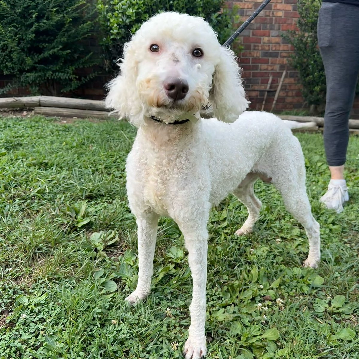 GuadalupeKed0's tweet photo. Rice Krispies is ready for his forever home! This sweet boy’s happy smile and gentle charm will bring pure joy to every day. Ready to make life sweeter? Apply to adopt today. https://t.co/xZqracysNT