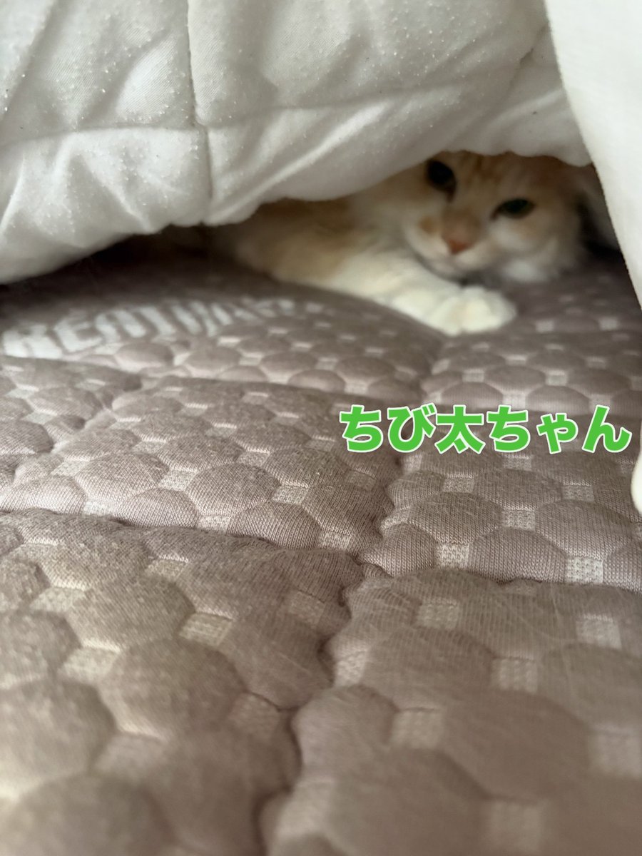 soineko_cat's tweet photo. 🐈ミケちゃん・チビ太ちゃん 初めましてのお打ち合わせ🐈

本日は2匹のおうちへ伺いました😊

2匹はあまり仲が良くなく、普段は1階と2階に分かれて過ごしているそうです。

お昼寝中のところご挨拶したので、ちょっぴりご機嫌ななめ😂
起こしちゃってごめんね🙏

一緒にお留守番頑張ろうね🐾 https://t.co/lut79E5ABZ
