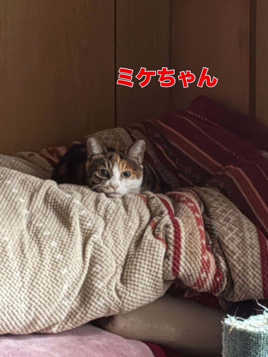 soineko_cat's tweet photo. 🐈ミケちゃん・チビ太ちゃん 初めましてのお打ち合わせ🐈

本日は2匹のおうちへ伺いました😊

2匹はあまり仲が良くなく、普段は1階と2階に分かれて過ごしているそうです。

お昼寝中のところご挨拶したので、ちょっぴりご機嫌ななめ😂
起こしちゃってごめんね🙏

一緒にお留守番頑張ろうね🐾 https://t.co/lut79E5ABZ