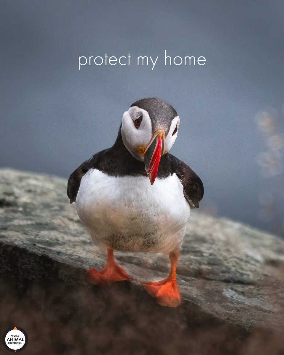 MoveTheWorldUS's tweet photo. Their home is our home, too. Protect it. https://t.co/8p2f5uyf1A