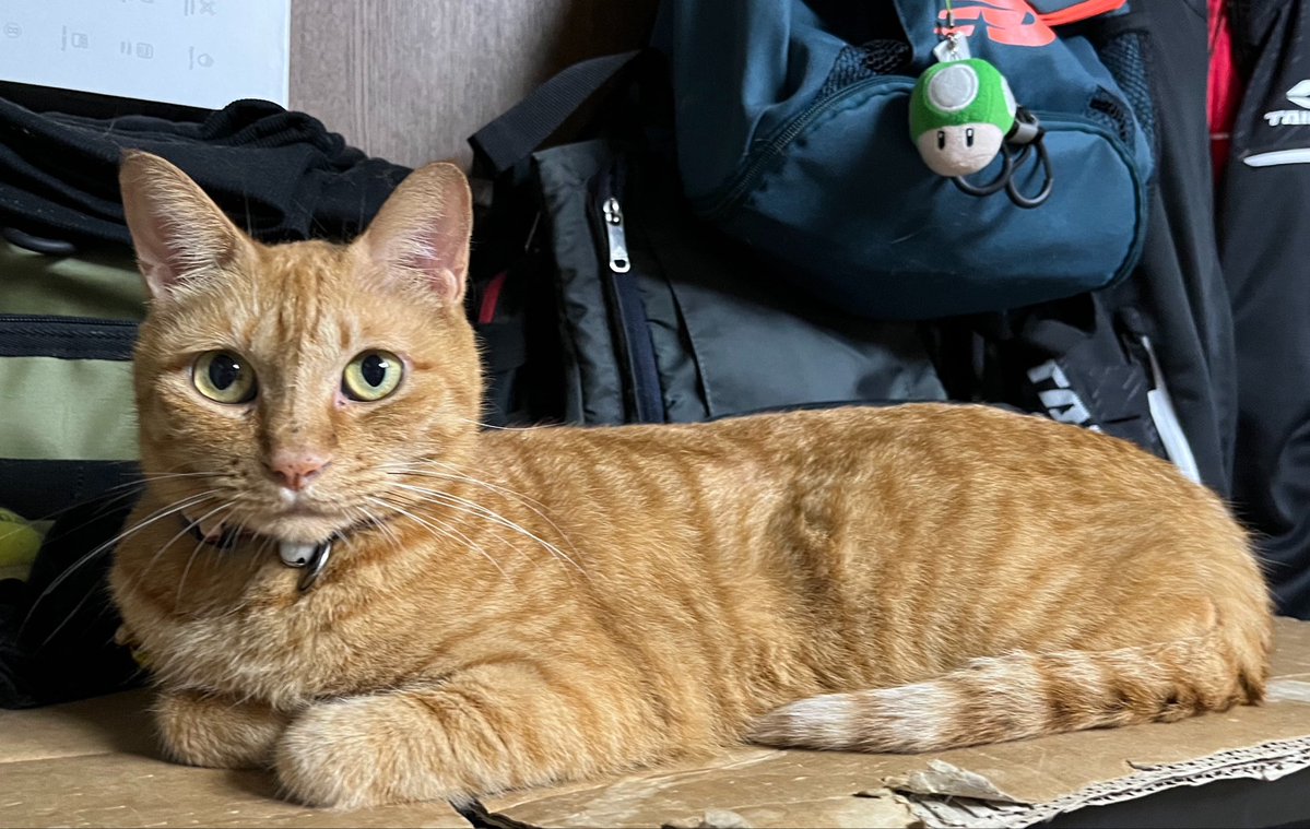 ponrin0830's tweet photo. こんばんにゃ🎑
お月さまみたいにまん丸おめめ🌕
#猫好きさんと繋がりたい
#猫のいる暮らし https://t.co/EXzydgElKK
