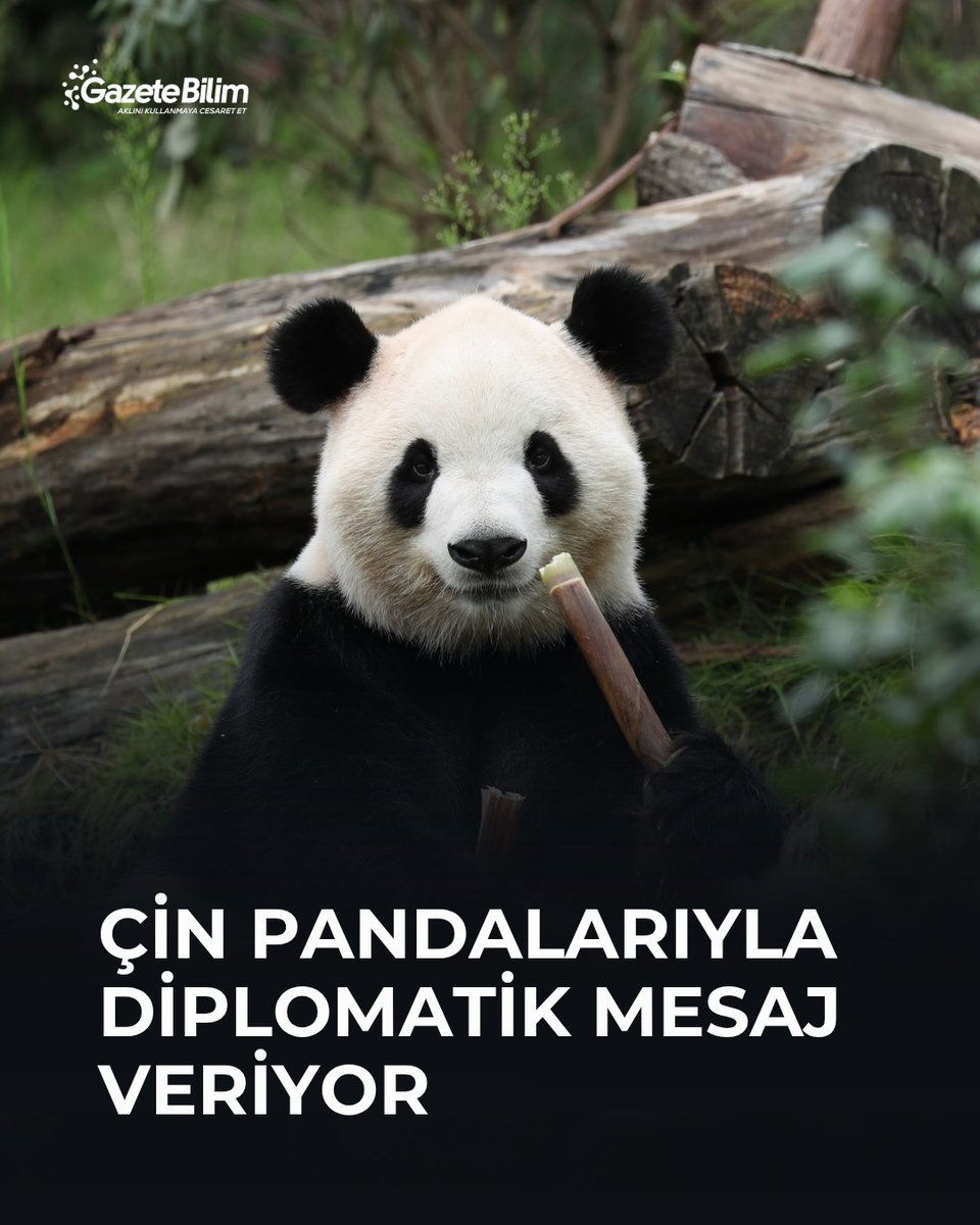 GazeteBilim's tweet photo. 📍Xi Jinping, iki pandanın yakında ABD’ye gideceğini duyurdu.

🗨Dostluk simgesi olarak sunulan bu hayvanların nerede ve ne zaman görüleceği, ülkeler arasındaki ilişkiler açısından da anlam taşıyor.

Çin Devlet Başkanı Xi Jinping, ABD ziyaretinde Ping Ping ve Fu Shuang adlı pandaların birkaç gün içinde Atlanta Hayvanat Bahçesi’ne geleceğini açıkladı. İkisi de 2020’de Çin’deki Chengdu Dev Panda Yetiştirme Araştırma Üssü’nde doğdu. Gelişleri, iki ülkenin kurumları arasındaki yeni koruma ve araştırma anlaşmasının parçası.

İlk hediye 1941’de
Modern panda diplomasisi, Çin Cumhuriyeti yönetiminin 1941’de ABD’ye iki panda hediye etmesiyle başladı. Çin Halk Cumhuriyeti de 1957’de Sovyetler Birliği’ne Ping Ping adlı bir panda gönderdi. Bu, bugün Atlanta’ya gidecek olanla yalnızca aynı adı taşıyan farklı bir pandaydı.

Geleneğin en ünlü örneği 1972’de yaşandı. ABD Başkanı Richard Nixon’ın Çin ziyaretinin ardından Ling-Ling ve Hsing-Hsing adlı iki panda Amerikan halkına hediye edildi. Pandalar, iki ülke arasındaki yakınlaşmanın simgesine dönüştü.

Hediyeden süreli anlaşmaya
Çin, 1980’lerden itibaren pandaları kalıcı olarak hediye etmek yerine süreli anlaşmalarla göndermeye başladı. Bugünkü anlaşmalar bakım, üreme ve koruma araştırmalarını kapsıyor. Süre dolduğunda pandalar Çin’e dönebiliyor. Atlanta’daki önceki dört panda da anlaşmaları sona erdiği için 2024’te Çin’e gönderildi.

Pandaların gönderilmesi, ertelenmesi veya bir anlaşmanın yenilenmemesi siyasi mesaj olarak yorumlanabiliyor. Örneğin 2014’te Malezya’ya gönderilecek pandaların teslimatı, MH370 uçağının kaybolmasının ardından yaşanan gerilim sırasında ertelendi. Ancak bu ertelemenin siyasi ceza olduğu kanıtlanmış değil; anlaşması biten her pandanın dönüşü de cezalandırma anlamına gelmiyor.

Xi’nin açıklamasında ise mesaj açık: Çin, Ping Ping ve Fu Shuang’ın Atlanta’ya gelişini ABD halkına yönelik bir dostluk jesti olarak sunuyor.

🔗https://t.co/ZuMvQIOH9u