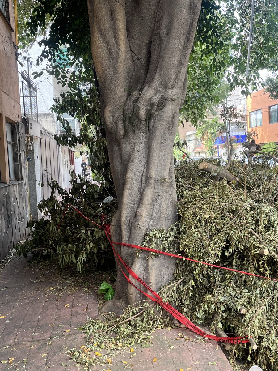 BeatrizRios14's tweet photo. @BJAlcaldia por favor recojan los restos de las podas de árboles en la calle de Ixcateopan casi esquina Miguel Laurent y al fondo de la calle. Ya se secaron, llevan ahí más de dos semanas, y son un peligro aparte de que se fan convertido en un basurero https://t.co/A95vyvBN6l