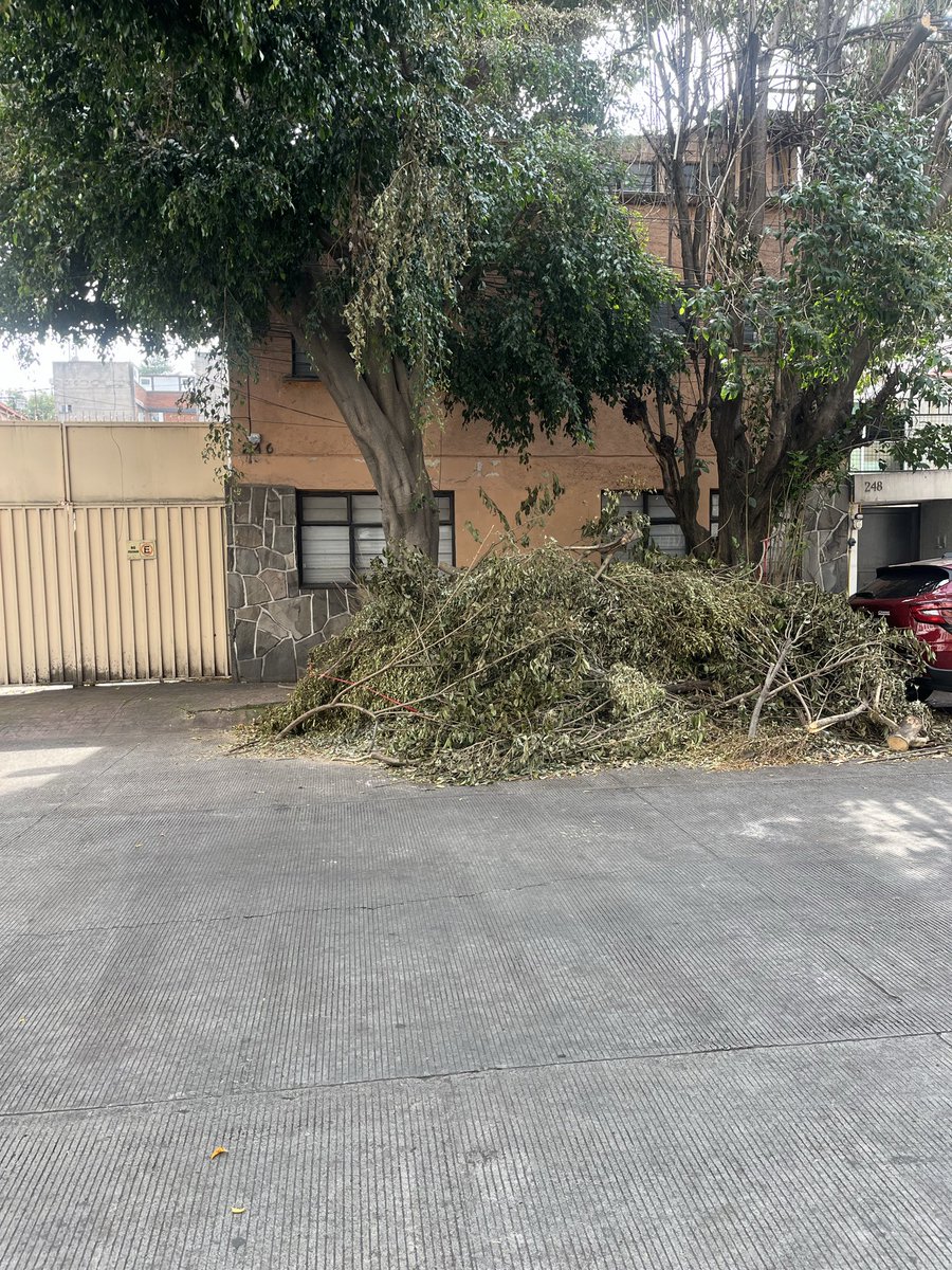 BeatrizRios14's tweet photo. @BJAlcaldia por favor recojan los restos de las podas de árboles en la calle de Ixcateopan casi esquina Miguel Laurent y al fondo de la calle. Ya se secaron, llevan ahí más de dos semanas, y son un peligro aparte de que se fan convertido en un basurero https://t.co/A95vyvBN6l
