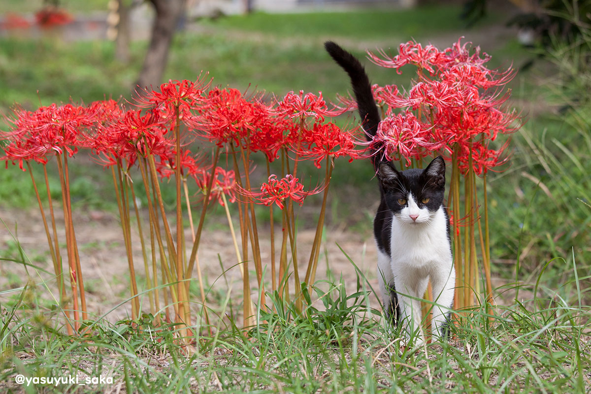 yasuyuki_saka's tweet photo. ねこ。 #猫 #ねこ #cat #猫写真 https://t.co/fgN1mFkwWp