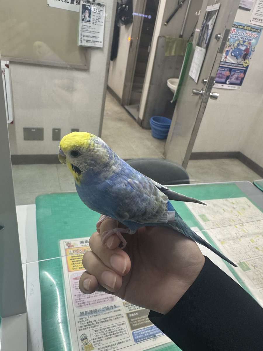 kinakomochi0024's tweet photo. 道端にセキセイインコがいました。
現在、交番に届け出て保護されています。

手に乗ってくれたので、人には慣れている子だと思います。

【保護場所】
藤沢北警察署 湘南台駅東口交番
飼い主様がもしこの投稿を見ていましたら、
交番までお問い合わせください
＃迷子インコ
＃セキセイインコ
＃インコ https://t.co/nL3sqg9Ugn