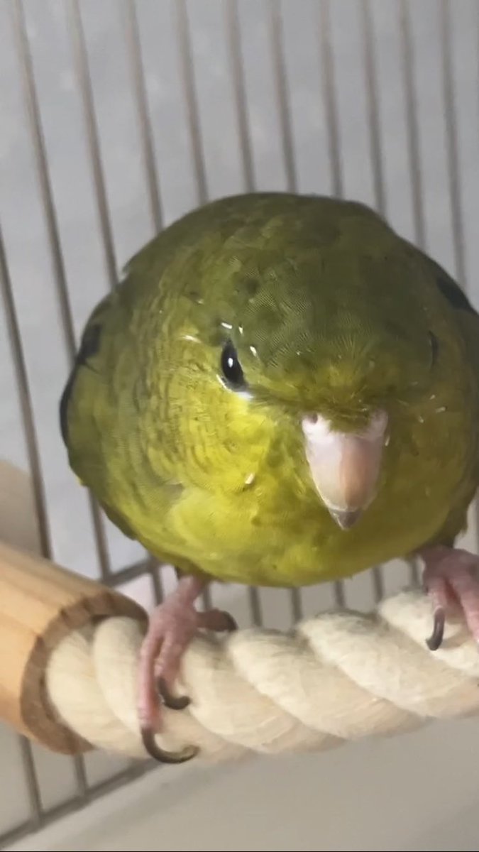 rotasirotasi's tweet photo. オリーブ🫒色の満月
#夜のゆべし
#サザナミインコ https://t.co/UuUHjGpBQQ