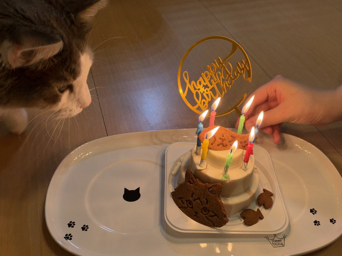 NoNoel_NoLife's tweet photo. 今日はボクの7歳の誕生日とママパパの結婚記念日だニャン🎂🐱🎉
今年もケーキ食べれて幸せだニャー😻 https://t.co/mPZnjVewJj