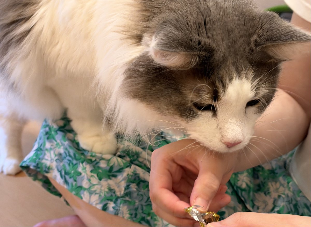 NoNoel_NoLife's tweet photo. 今日はボクの7歳の誕生日とママパパの結婚記念日だニャン🎂🐱🎉
今年もケーキ食べれて幸せだニャー😻 https://t.co/mPZnjVewJj
