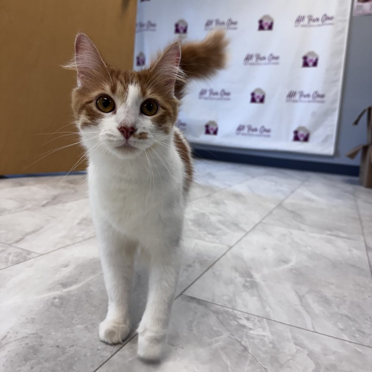 GuadalupeKed0's tweet photo. Meet Asbury, the effortlessly cool cat who loves cozy naps, sunny spots, and keeping your lap warm. Ridiculously cute and ready to be the star of your home, she’s waiting to meet her forever family. https://t.co/cmFDaTXCem