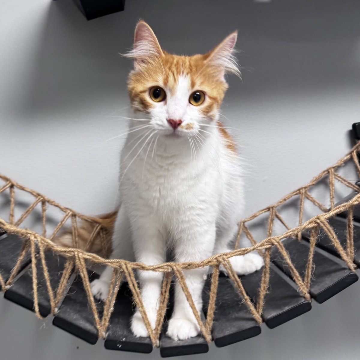GuadalupeKed0's tweet photo. Meet Asbury, the effortlessly cool cat who loves cozy naps, sunny spots, and keeping your lap warm. Ridiculously cute and ready to be the star of your home, she’s waiting to meet her forever family. https://t.co/cmFDaTXCem