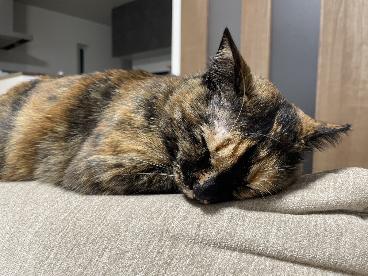 misonicat0502's tweet photo. ねむねむにゃんこ https://t.co/rj4PMEgTKw