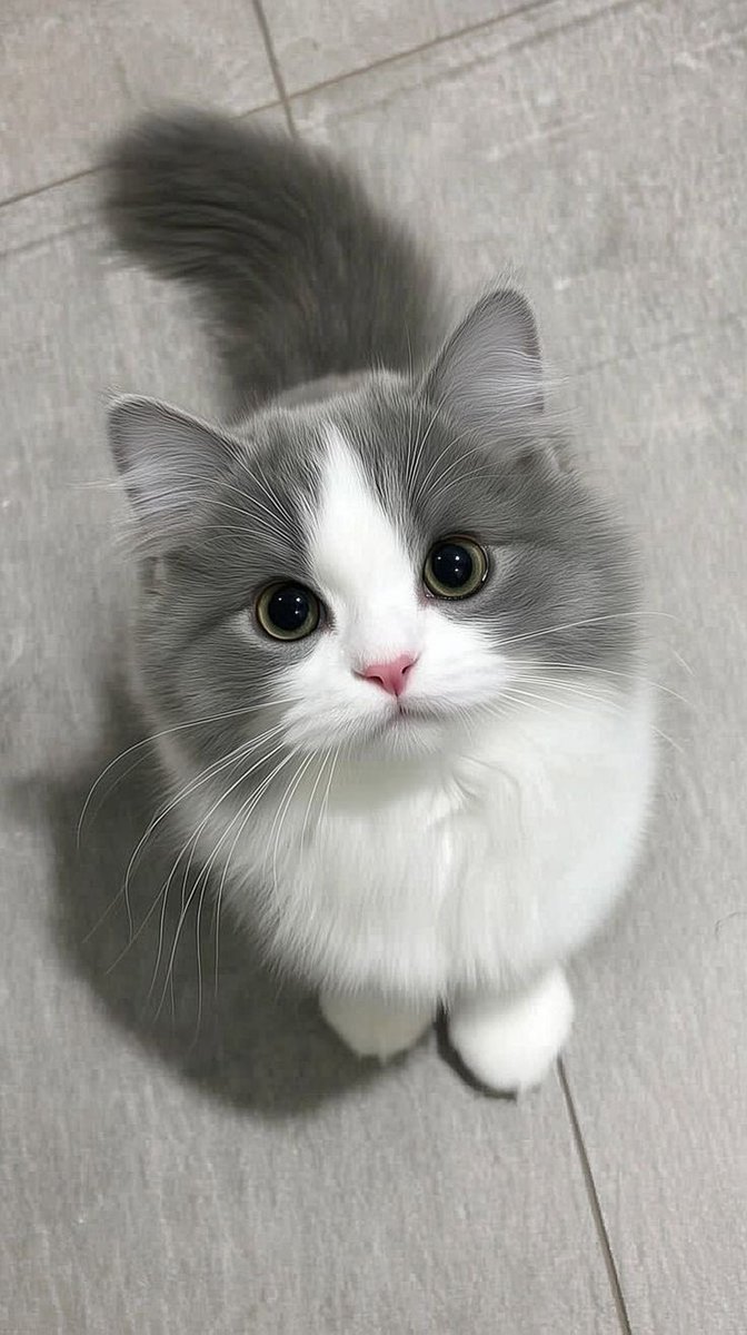 akshii_0t's tweet photo. น้องฮงเหมือนแมวเทาตาจ๋วย ๆ 🥺🐈‍⬛🎀
( #hongshihoshi ♡ ) https://t.co/bRyqAndJSG