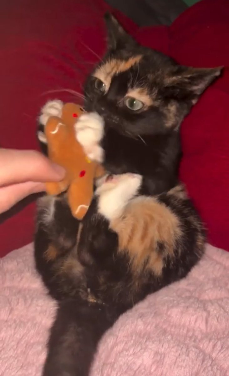 postsofkittens's tweet photo. The babiest baby to ever baby

The kitten lies on its back hugging the plush toy with its front paws while rapidly kicking at it with its hind legs and biting it  When the owner briefly takes the toy the kitten flails in anticipation before grabbing it right back https://t.co/MfLraU2JxM