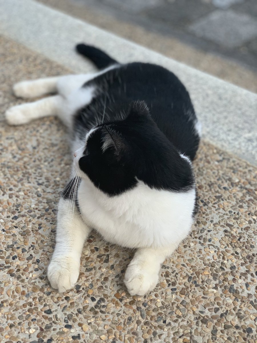 geneimaguro's tweet photo. 本日のハチワレ https://t.co/WljRqbxqXF