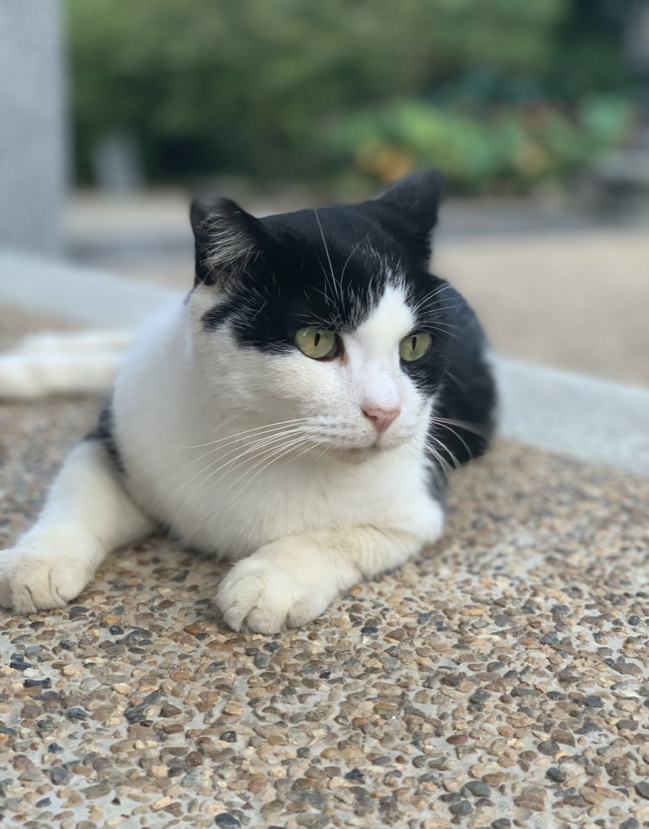 geneimaguro's tweet photo. 本日のハチワレ https://t.co/WljRqbxqXF