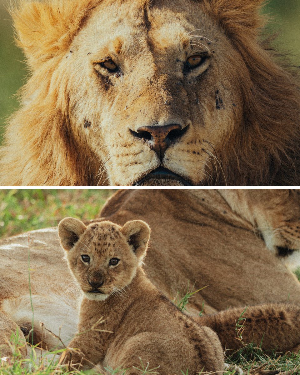 SonyAlpha's tweet photo. The scenes of the Masai Mara, through @dario.explore 's Alpha 1 II + 400-800mm F6.3-8 G OSS lens. #SonyAlpha https://t.co/lXzUHtxxUG