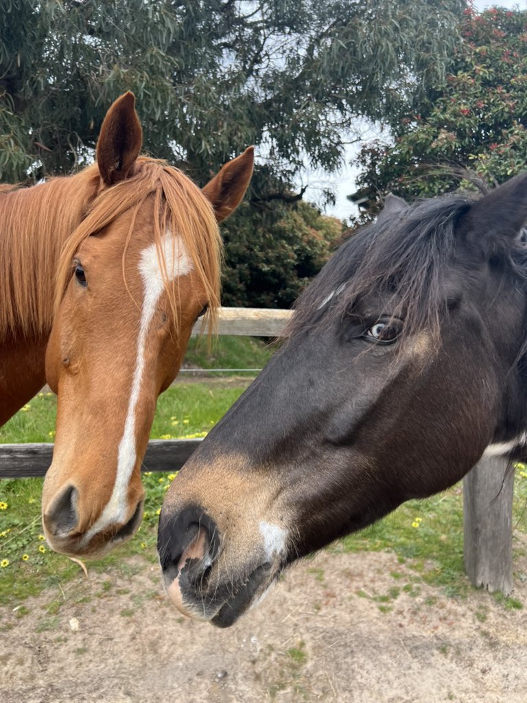 horsenamedsunny's tweet photo. Buddies https://t.co/GHkBv2All2
