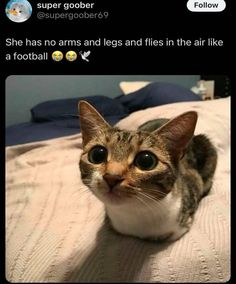 CatPosted's tweet photo. https://t.co/lHp8HR4DSZ